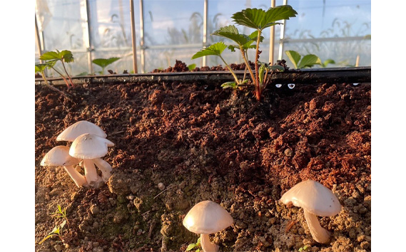 【無添加・無農薬】家庭用　おいしいいちご　4パック　約1000g