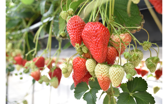 【紅ほっぺ】Lサイズ（48粒）