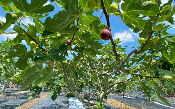 ドライいちじく・ドライ柿セット