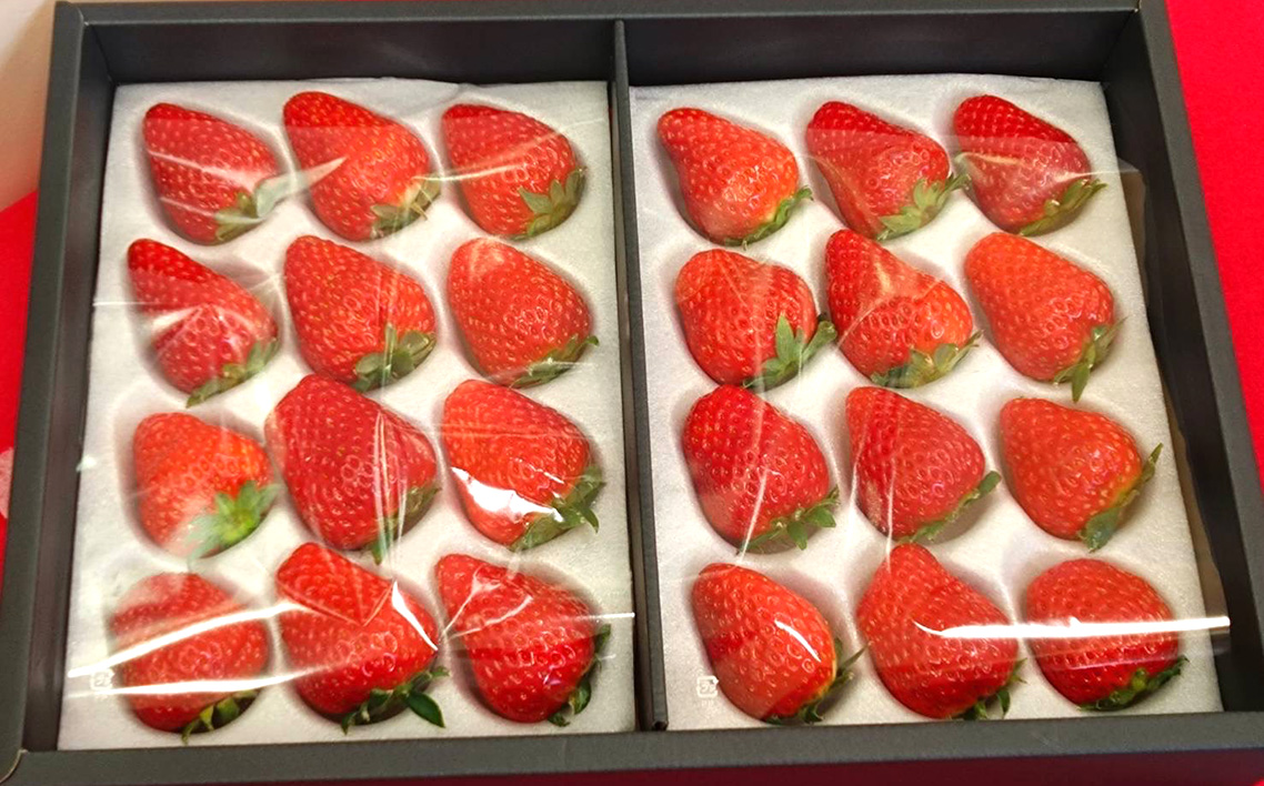 おいしいいちご　有機JAS認証いちご　500g　24粒