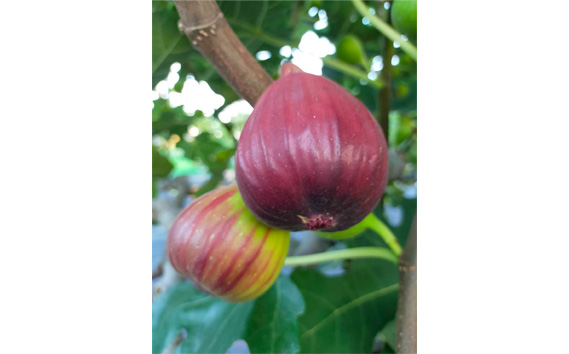 堀野農園のいちじく　約2kg