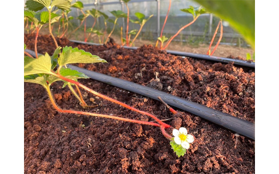 【無添加・無農薬】贈答用　おいしいいちご　2箱