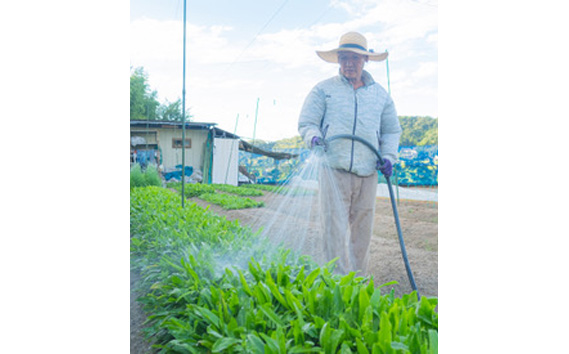 河南町新鮮アジア野菜「お試しセット」