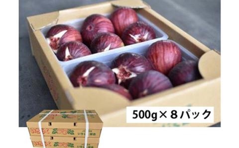 いちじく 朝採り 【2026年配送】　約4kg