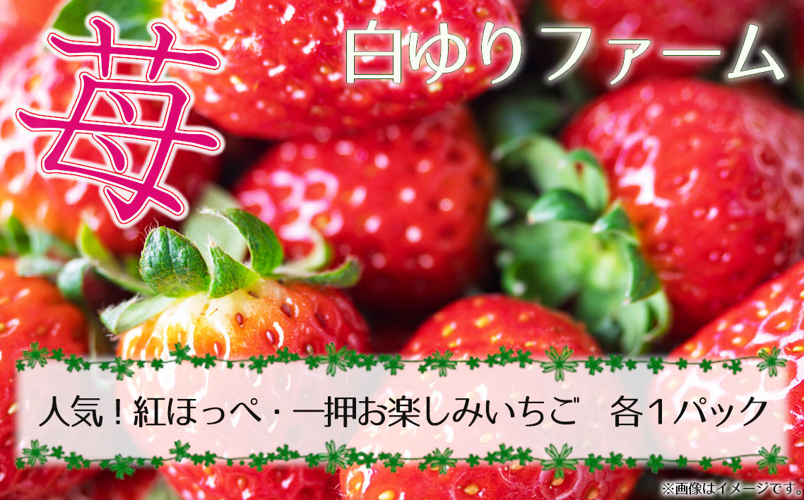 白ゆりファーム　いちご　2パック（約500g）