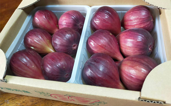 堀野農園のいちじく　約4kg