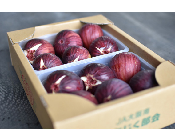 いちじく 朝採り 【2026年配送】　約1kg