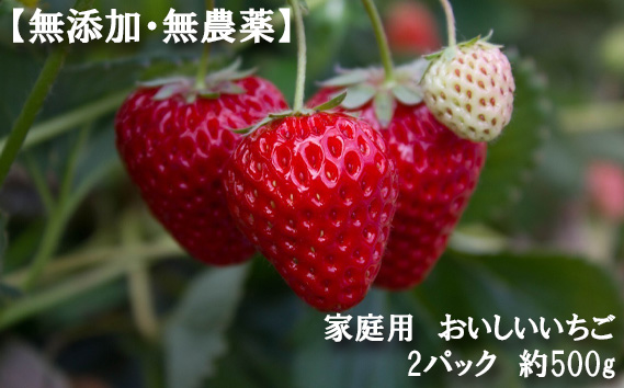 【無添加・無農薬】家庭用　おいしいいちご　2パック　約500g