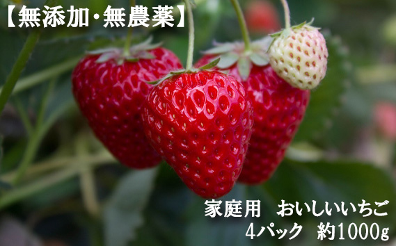 【無添加・無農薬】家庭用　おいしいいちご　4パック　約1000g