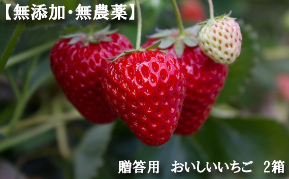 【無添加・無農薬】贈答用　おいしいいちご　2箱