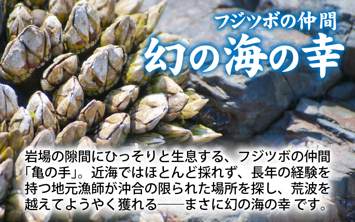 希少な大・特大サイズ 亀の手 冷凍 約500g