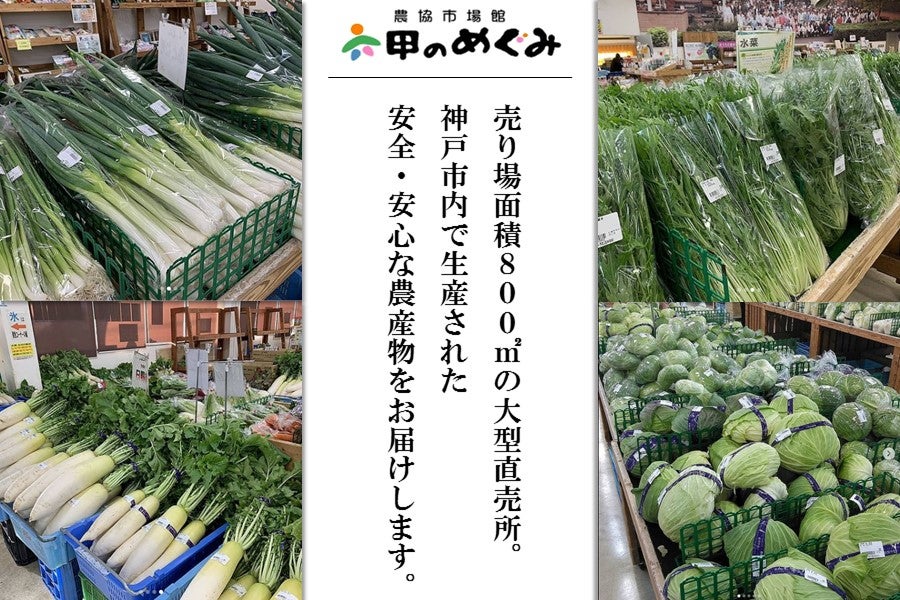新鮮野菜セット大（11種類）