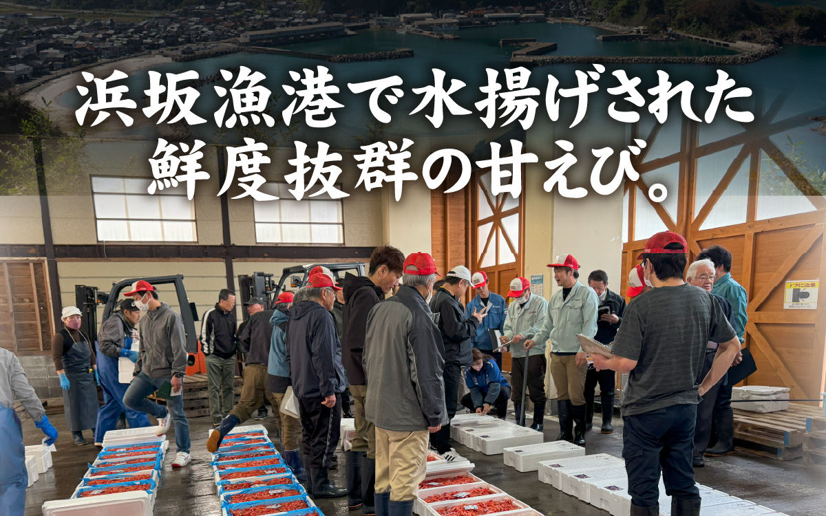 甘えび (大サイズ) 約1,400g 天然・鮮度抜群！【発泡箱】 船内冷凍 64尾