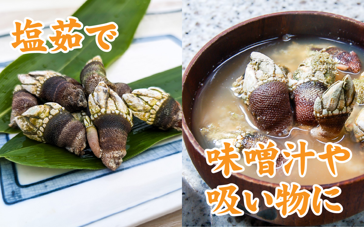 希少な大・特大サイズ 亀の手 冷凍 約500g