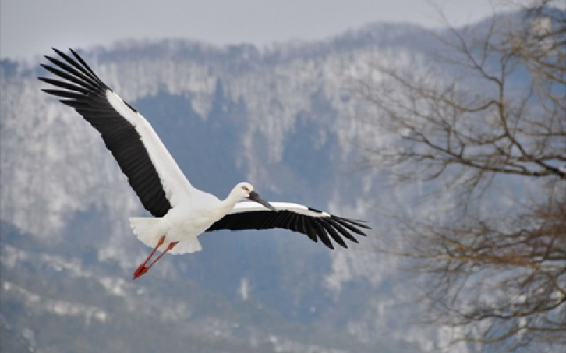 兵庫県産ソーイングバスケット（お裁縫箱）こうのとり