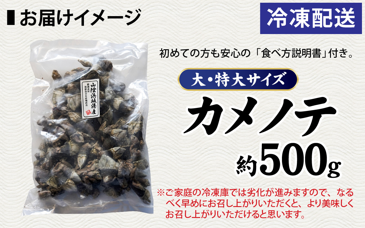 希少な大・特大サイズ 亀の手 冷凍 約500g