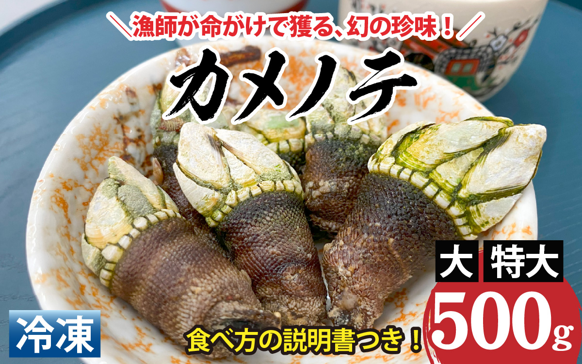希少な大・特大サイズ 亀の手 冷凍 約500g