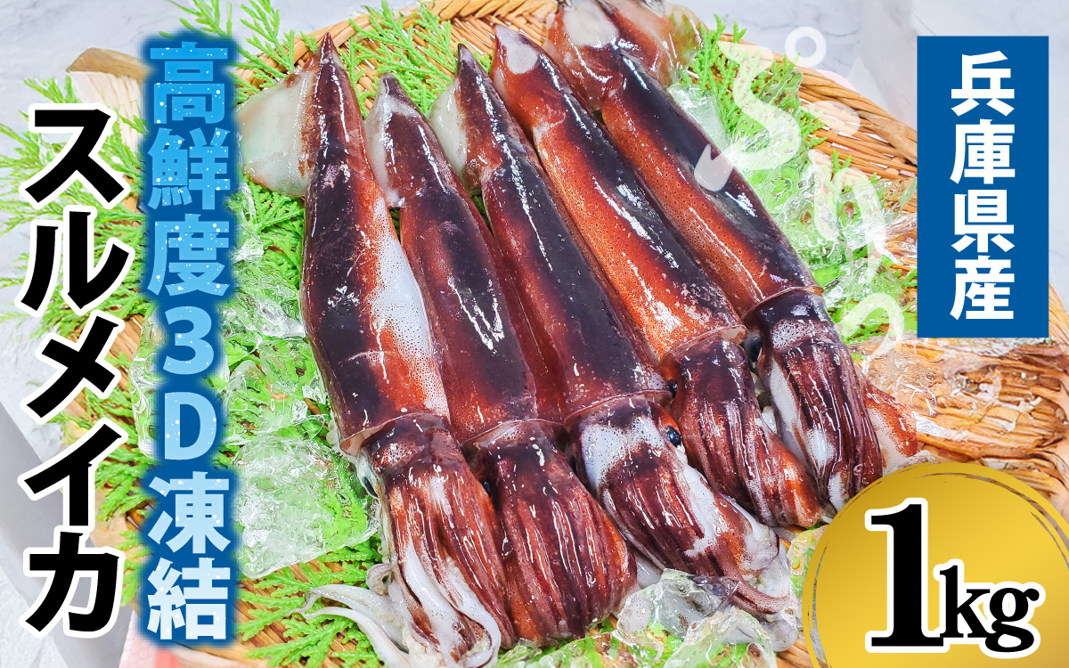 兵庫県産 とれたて スルメイカ 冷凍 約1kg 5杯前後