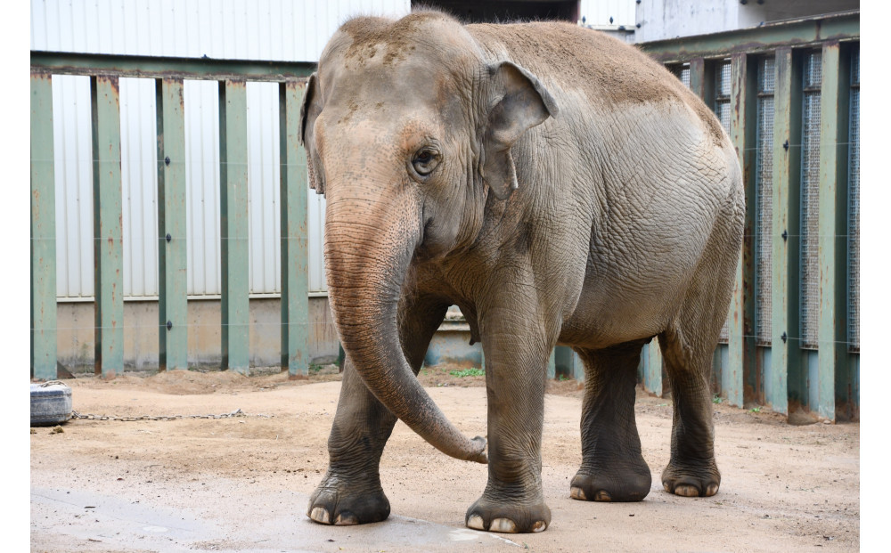 王子動物園グッズ＆入園券（５枚）