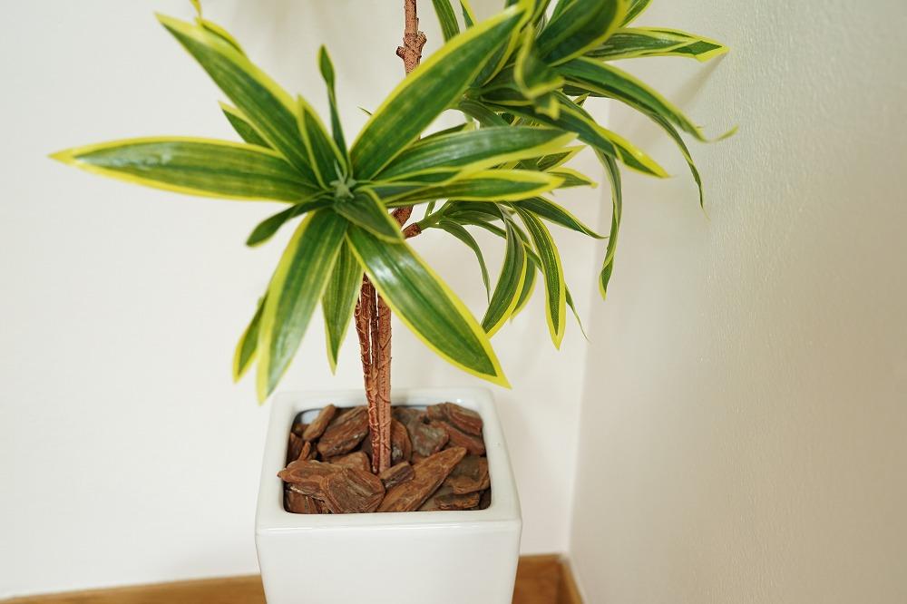 人工観葉植物　ソングオブインディア　白陶器鉢付き　