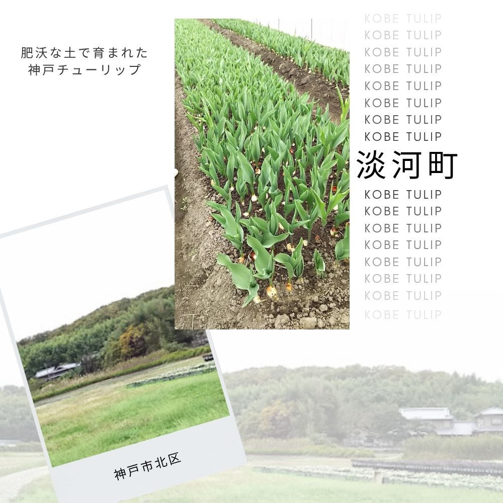 神戸チューリップの花束