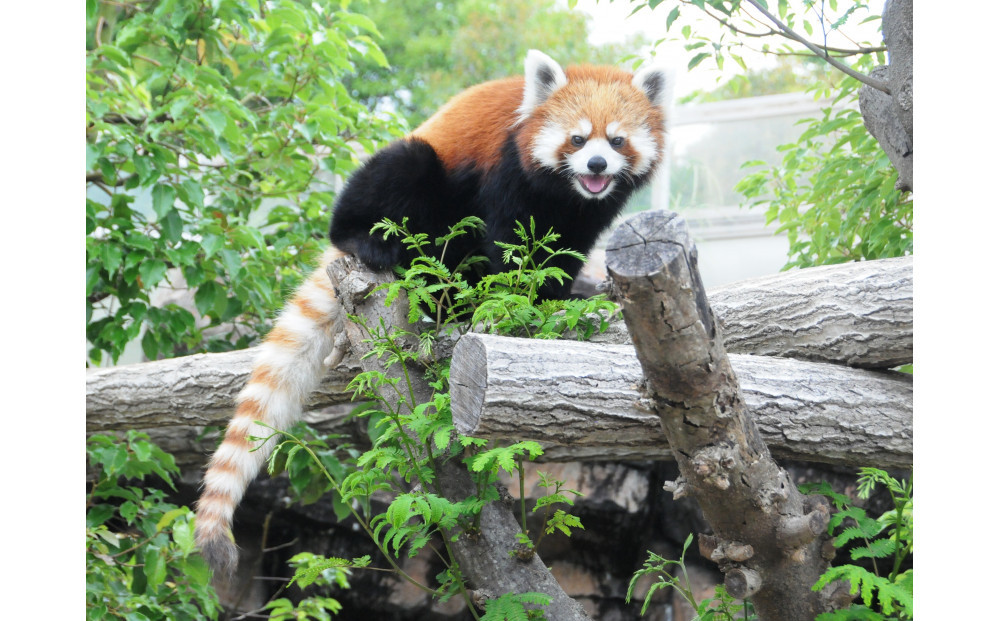 王子動物園グッズ＆年間パスポート