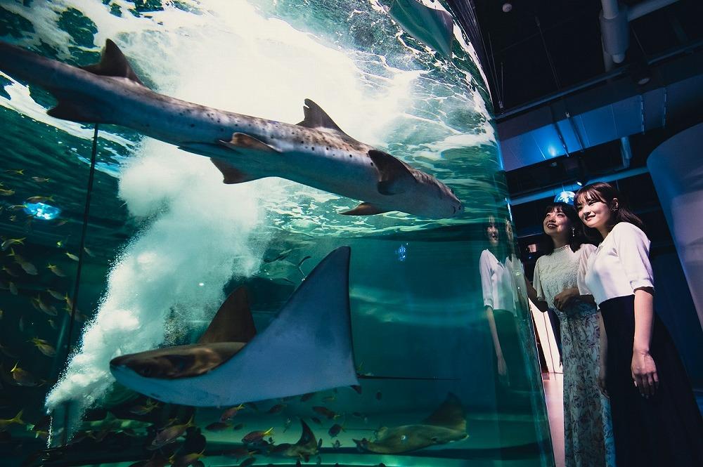 【即日発送!】atoa アトア AQUARIUM×ART 入場引換券 大人2枚