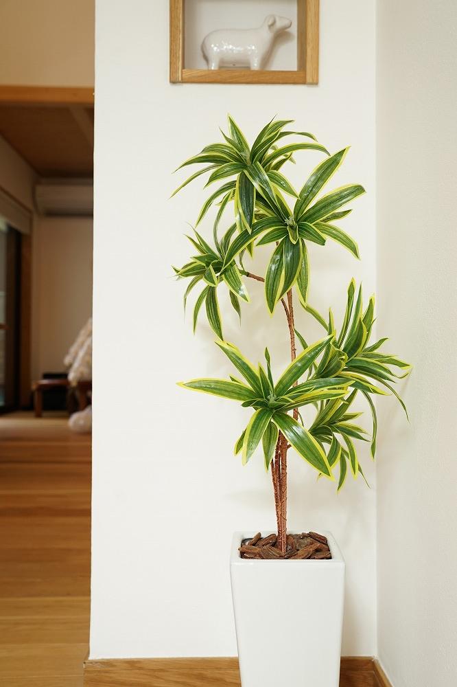 人工観葉植物　ソングオブインディア　白陶器鉢付き　