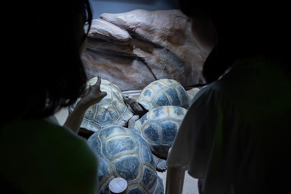 【即日発送!】atoa アトア AQUARIUM×ART 入場引換券 大人2枚