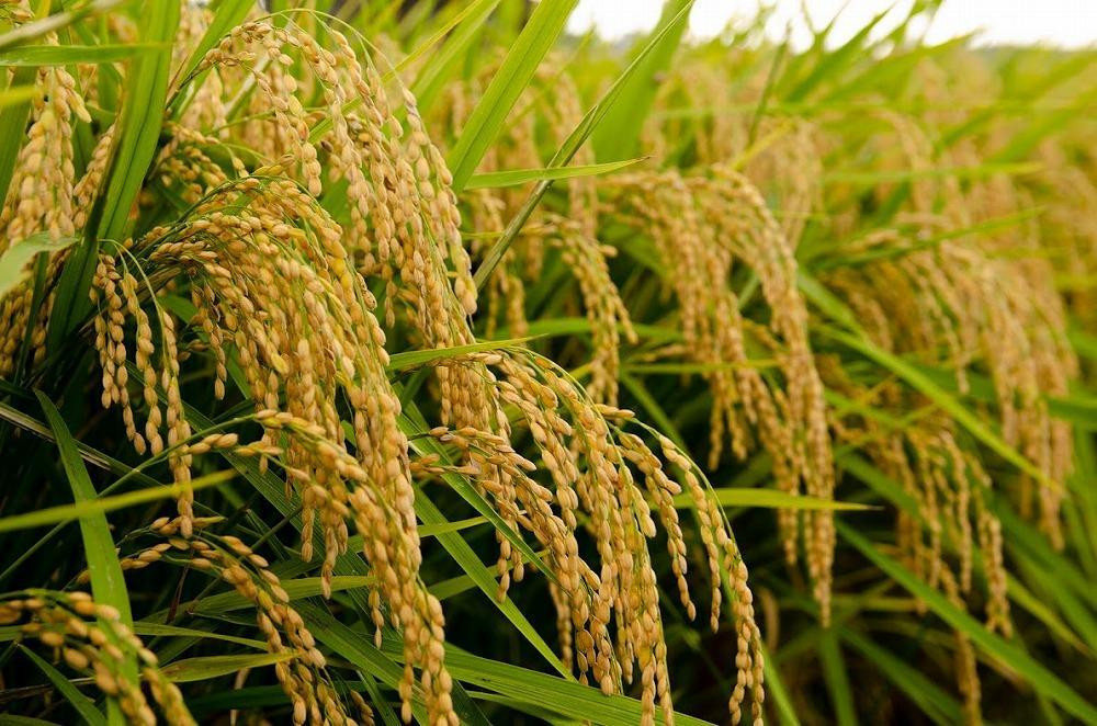 神戸市産　生産農家の「コシヒカリ」（玄米10キロ）【2025年産】