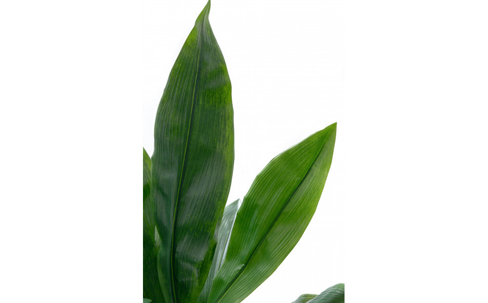 人工観葉植物　ハラン　白樹脂鉢Sサイズ付