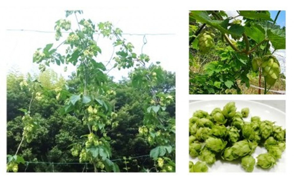 KOBE ALE (神戸エール（ビール）) 350ml缶 x 24本