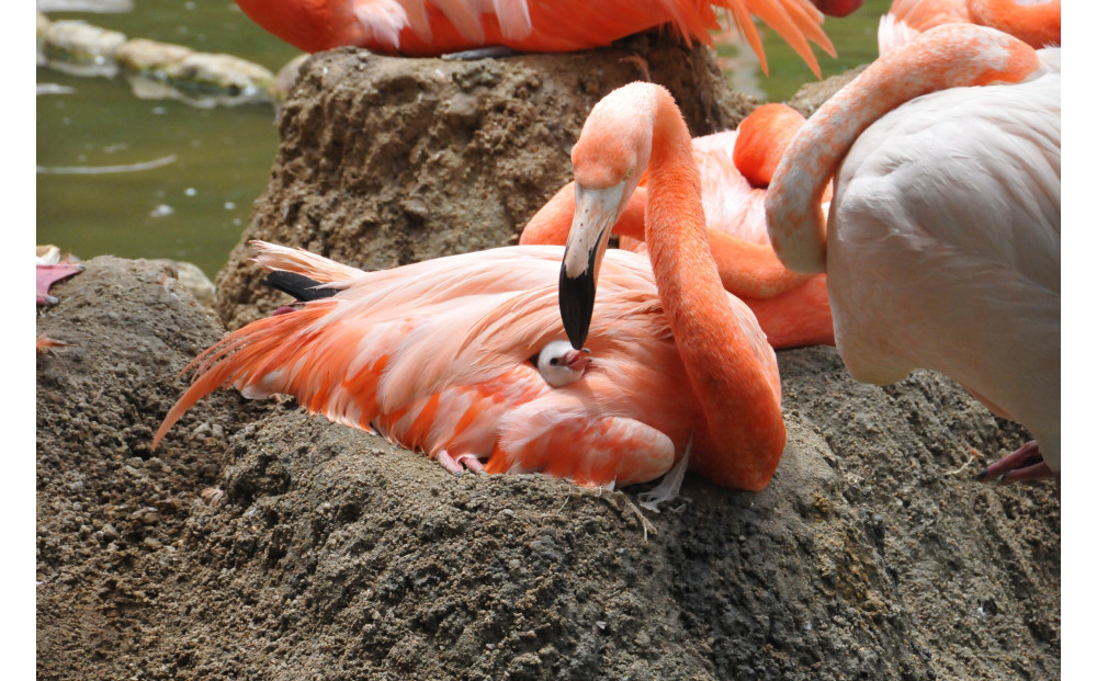王子動物園グッズ＆入園券（５枚）