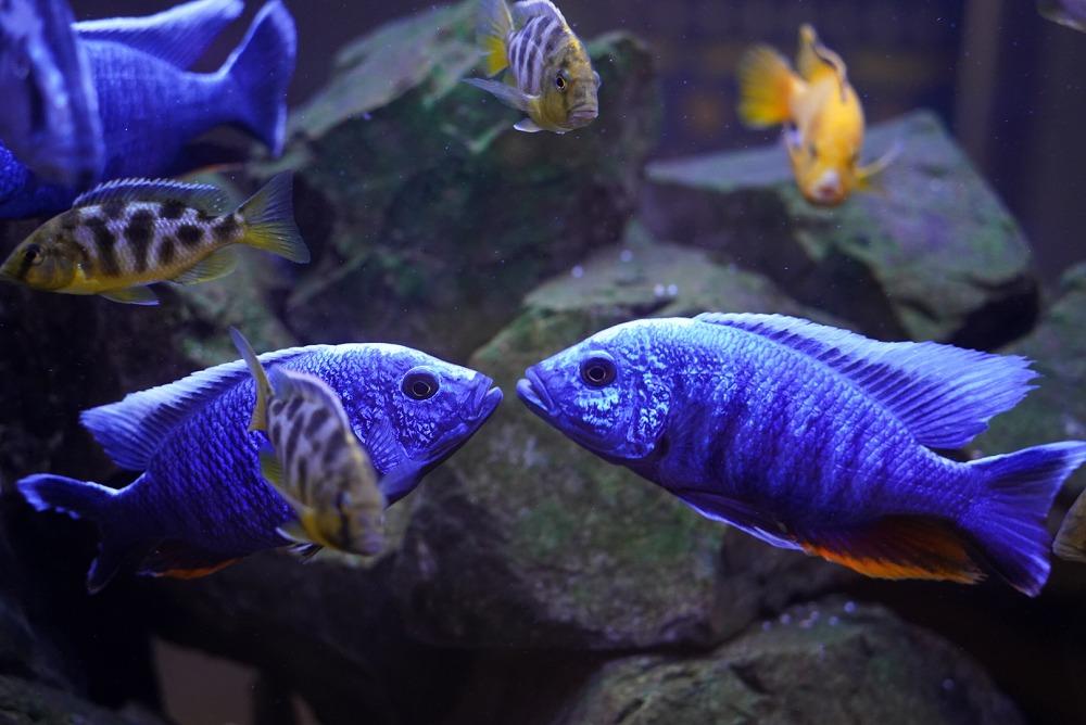 AQUARIUM × ART atoa（アトア）入場引換券（3名様）