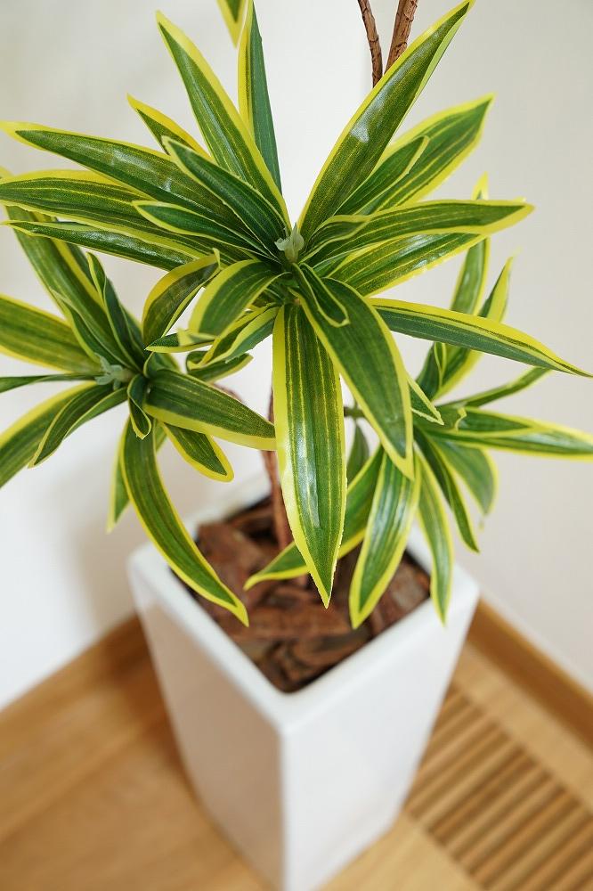 人工観葉植物　ソングオブインディア　白陶器鉢付き　