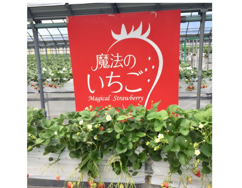 【12月上旬から順次出荷】魔法のいちごギフト化粧箱入り 果物 フルーツ デザート かおり野 かんな姫 おいCベリー よつぼし 紅ほっぺ　ほしうらら　スターナイト