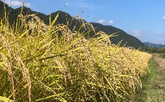 2026年1月中旬以降出荷開始【令和7年度産】こばファームの自然米 4.8kg 精米 プレミアム （秀明自然農法認証、有機JAS認証） お米