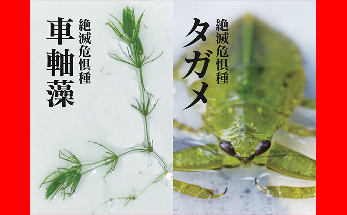2026年1月中旬以降出荷予定【令和7年度産】こばファームの自然米 2kg （1kg×2袋） 精米 （秀明自然農法認証、有機JAS認証） お米