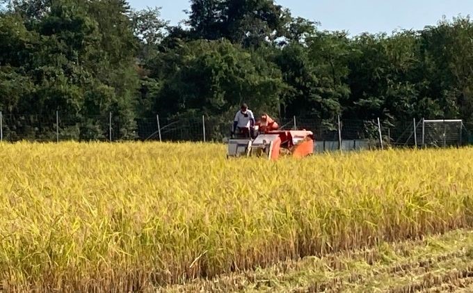 2026年1月中旬以降出荷開始【令和7年度産】こばファームの自然米 4.8kg 精米 プレミアム （秀明自然農法認証、有機JAS認証） お米