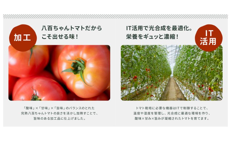 【定期便・全6回】トマト農家の本格パスタソース ガーリック味 120g 2本セット × 6回｜国産 姫路市産 完熟八百ちゃんトマト 万能調味料