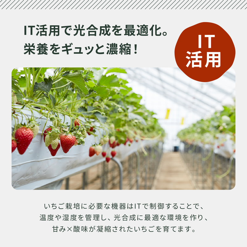 【定期便・全4回】農家のホンモノ いちごジャム 140g 2本セット × 4回｜五つ星ひょうご認定 国産 砂糖不使用  八百ちゃんいちご