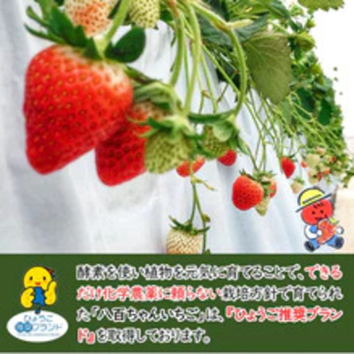 【定期便・全6回】いちごみるくのもと 220g 2本セット × 6回｜五つ星ひょうご認定 砂糖不使用  八百ちゃんいちご