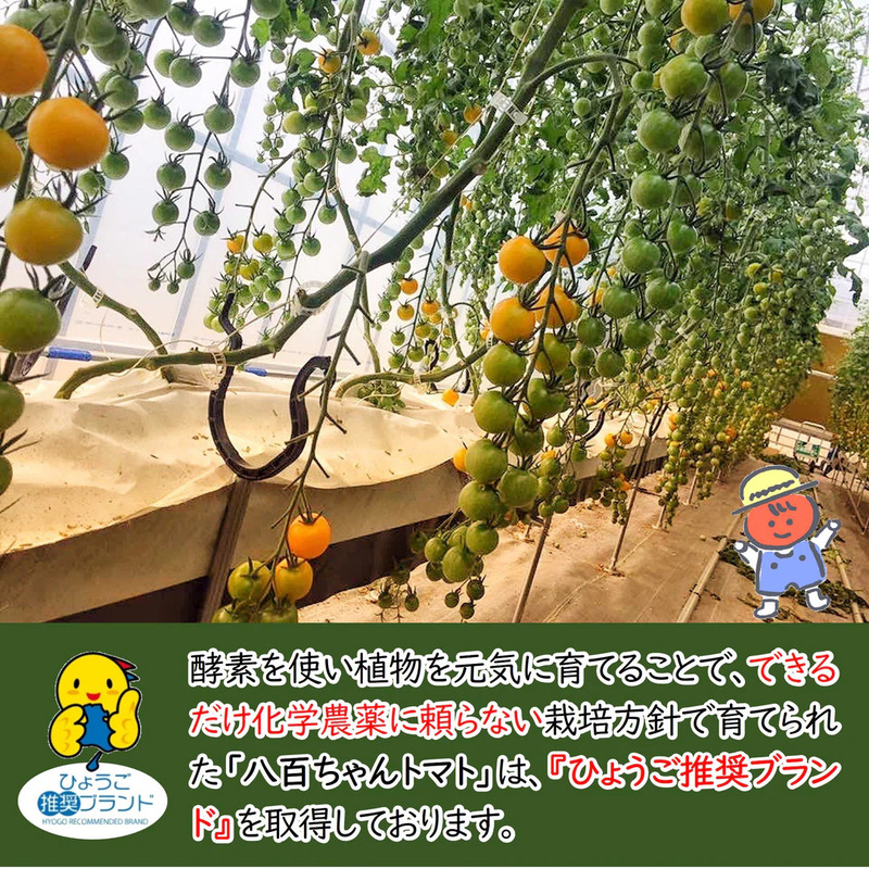 【定期便・全6回】イエローミニトマトのトマトジュース 1L 3本セット × 6回｜国産 姫路産 八百ちゃんトマト 100%ストレート