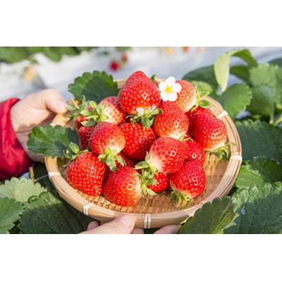 博多あまおうのこだわりアイス【AH-AB10N】【配送不可地域：離島】