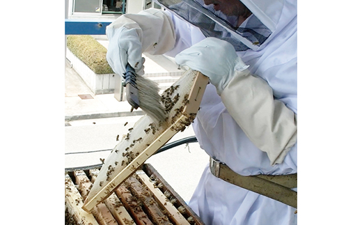 天然はちみつ「はち美っちゃん」　百花蜜　150g×8個