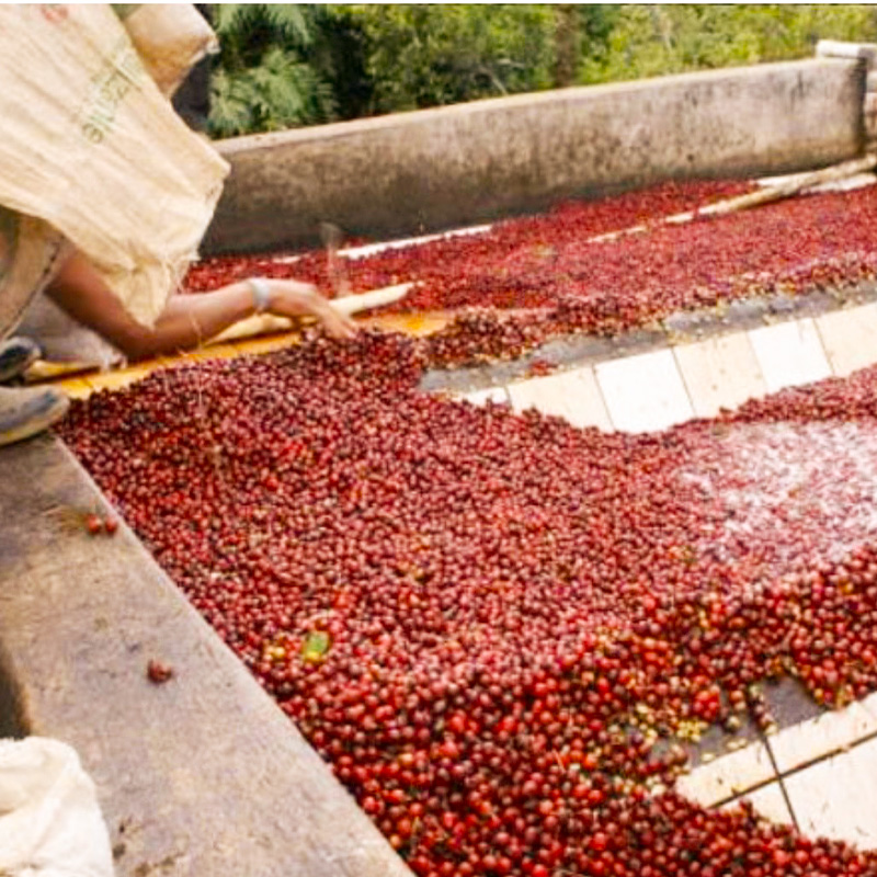 自家焙煎珈琲　シングルオリジン　グァテマラ　フロレンシア農園　200g【粉】 兵庫県 洲本市 淡路島