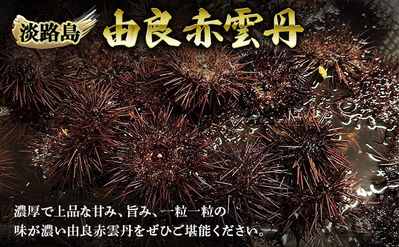 淡路島　由良赤雲丹　1枚 兵庫県 洲本市 淡路島