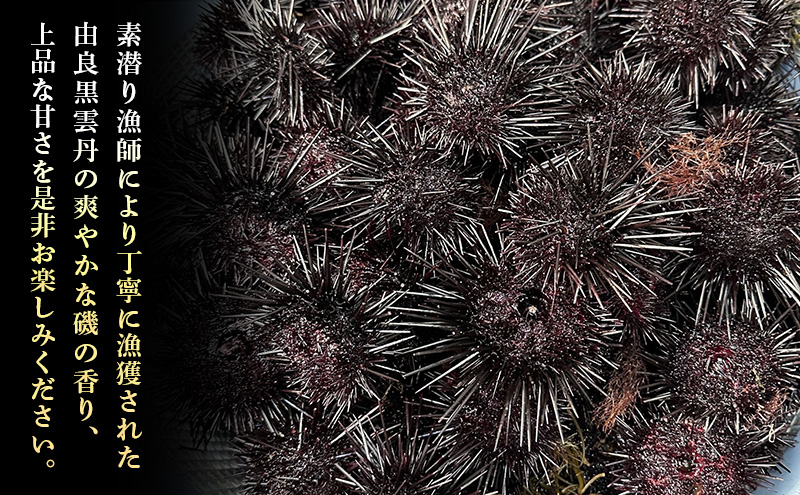 淡路島　由良黒雲丹　5枚 兵庫県 洲本市 淡路島