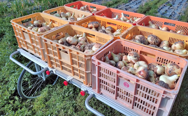 栽培期間中農薬不使用の淡路島新玉ねぎ3kg 新玉ねぎ 玉ねぎ タマネギ 野菜 旬の野菜 季節の野菜 兵庫県 洲本市 淡路島