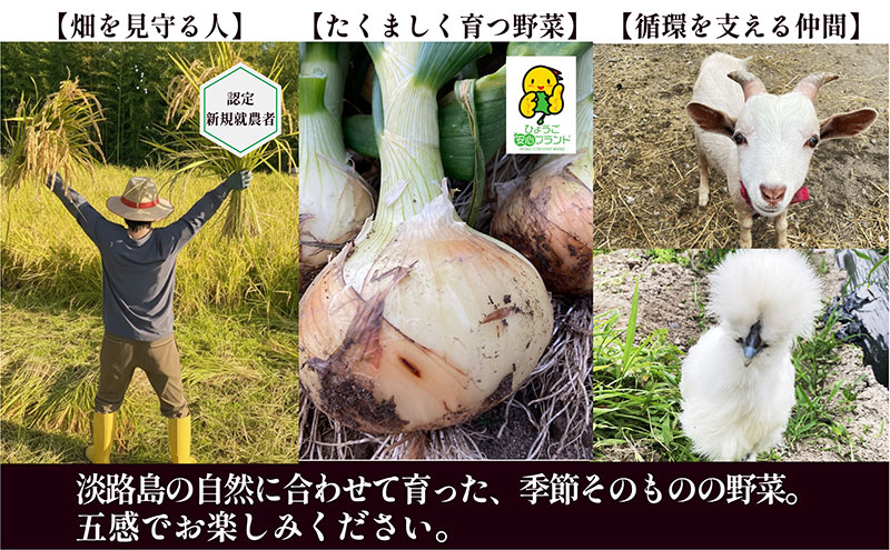 淡路島産「皮まで安心。」玉ねぎ5kg　兵庫県 洲本市 淡路島
